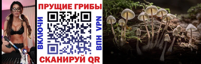 сколько стоит  Новокузнецк  Псилоцибиновые грибы GOLDEN TEACHER 